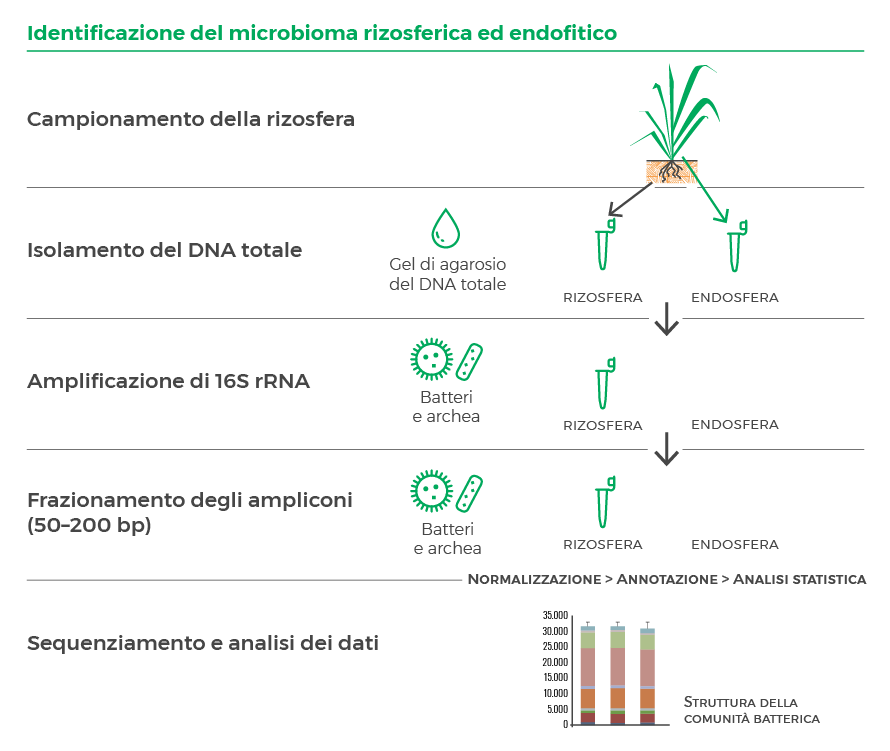 Figura 1: Identificazione del microbioma rizosferico e endofitico