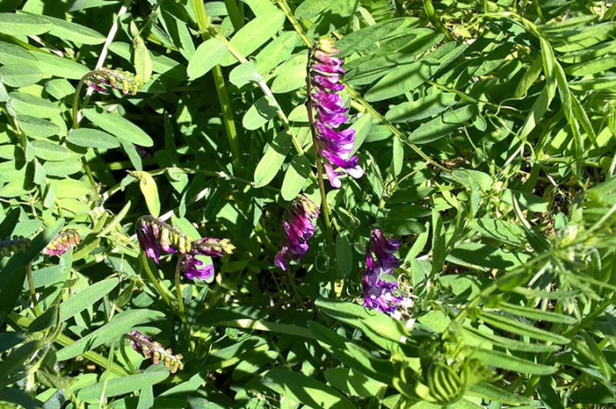 La tecnica del sovescio