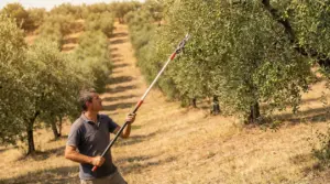 Persona che pota un albero di olivo in un uliveto durante l'estate