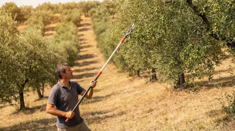 Persona che pota un albero di olivo in un uliveto durante l'estate