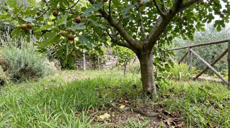 Albero da frutto in giardino con un serpente nascosto tra l'erba alla base